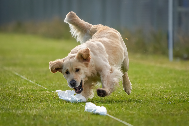 Dog Photography
