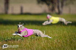 Featured image for “A Great Day of Lure Coursing at Moora”