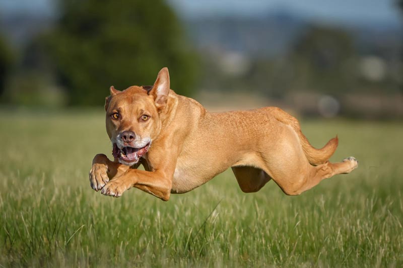Featured image for “Colson Photography wins at International Pet Photography Awards”